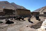 dolpo